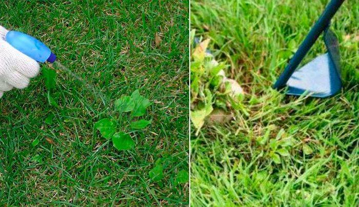 Газонная трава, которая уничтожает сорняки: названия, фото, этапы выращивания и способы ухода