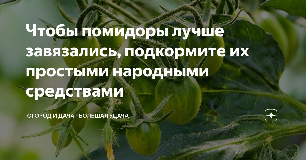 Помидор цветет, а завязи нет: что делать с плодами в теплице и открытом грунте, народные средства при обильном образовании и опадании листьев, почему томаты жируют но не образуют цвета