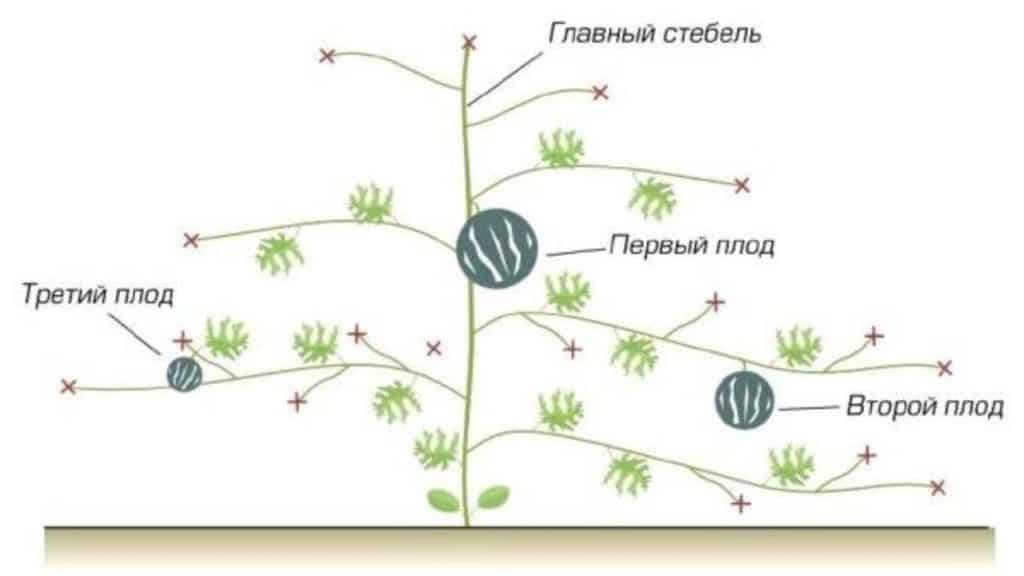 Дыни в теплице выращивание формирование куста схема