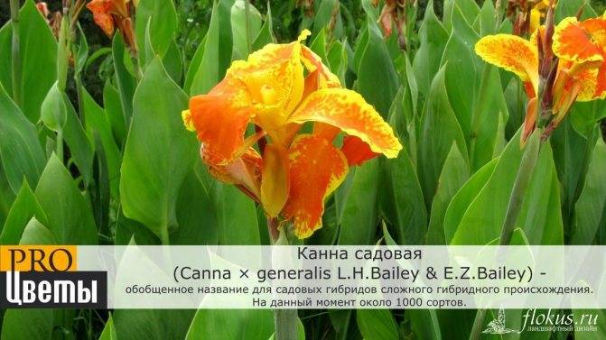 Канна – крупное декоративное растение: описание, посадка и уход в открытом грунте и в домашних условиях (70+ фото & видео) +отзывы