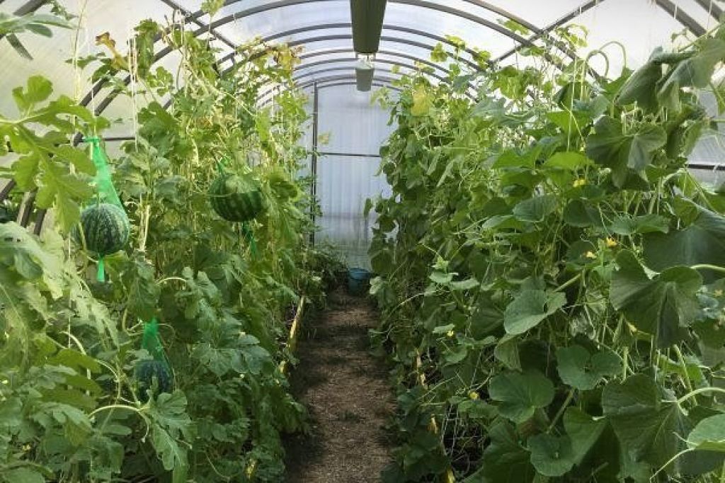 Несколько способов и 8 правил: как выращивать арбузы в теплице