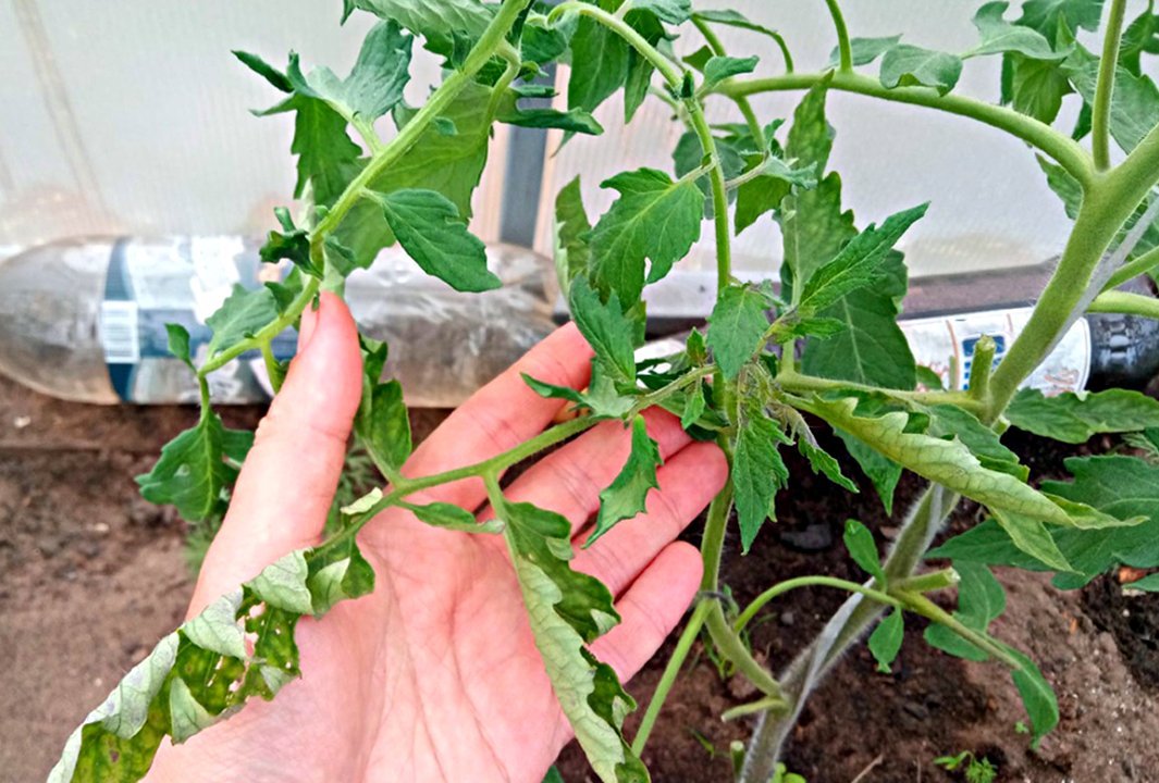 У томатов скручиваются листья – что делать, в теплице, открытом грунте, на подоконнике