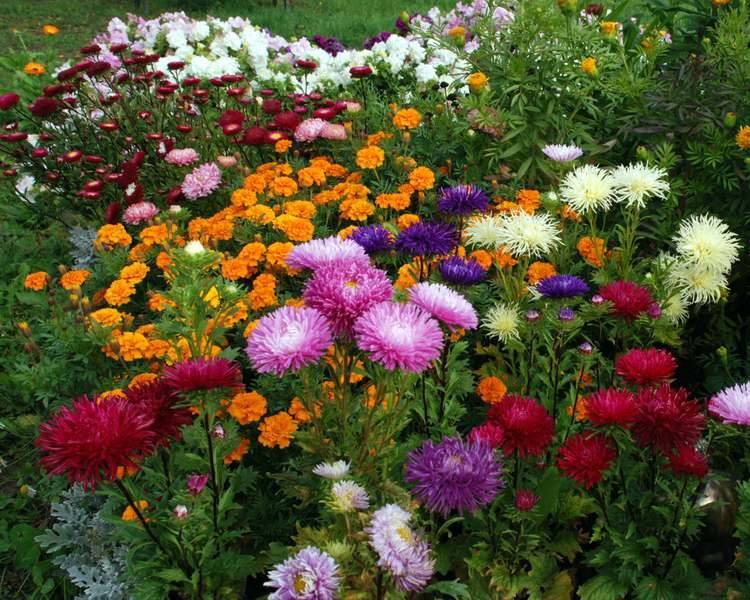 Подбор кустарников, многолетников, однолетников для красивоцветущего сада