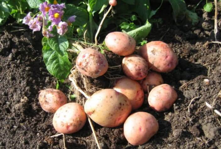 Сорта картофеля для сибири (западно-сибирский регион)