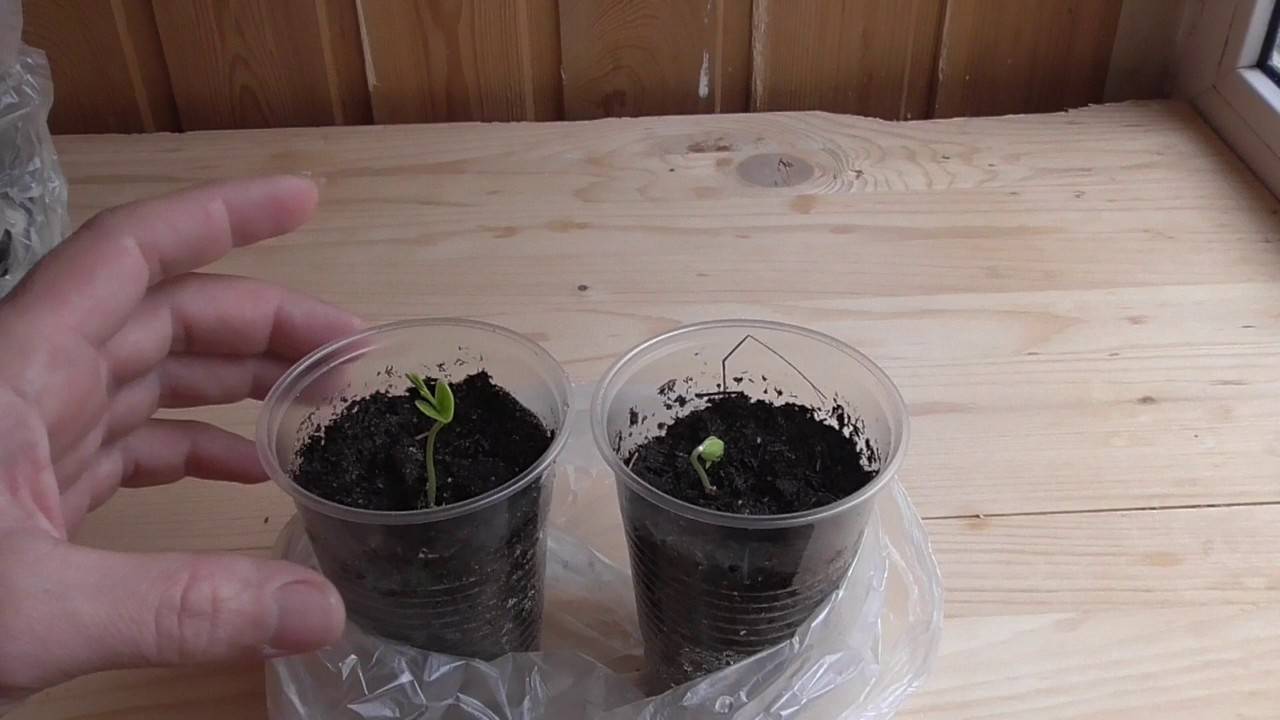 Как вырастить бонсай из семян и черенками в домашних условиях