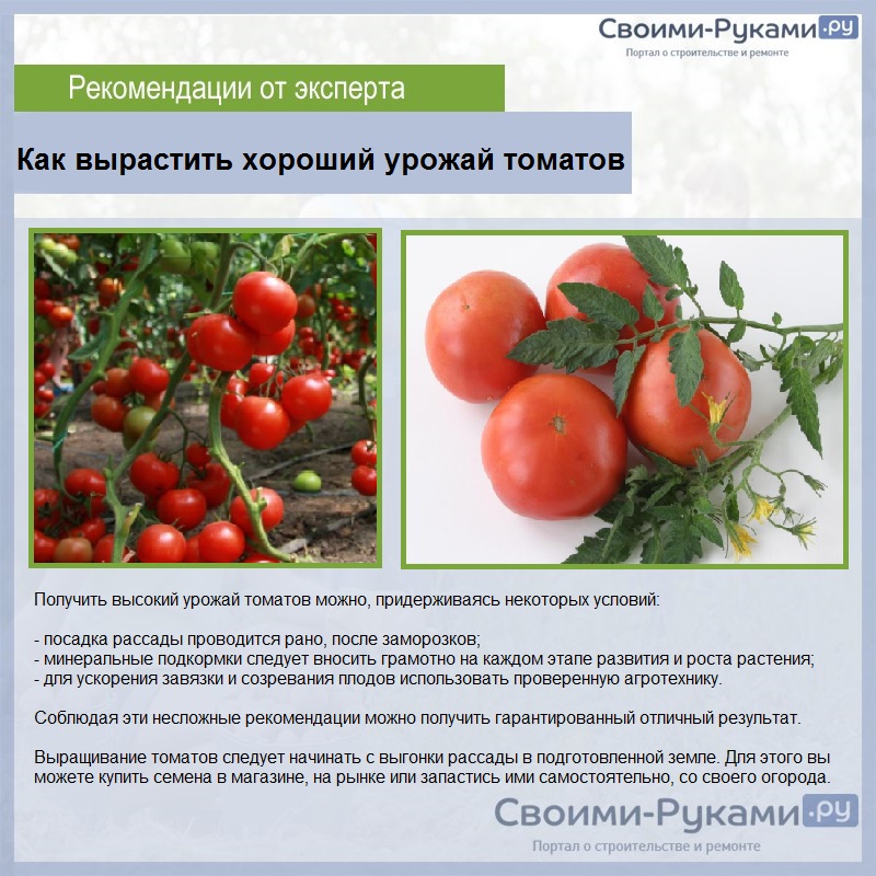 15 секретов как вырастить хороший урожай помидор в открытом грунте и в теплице