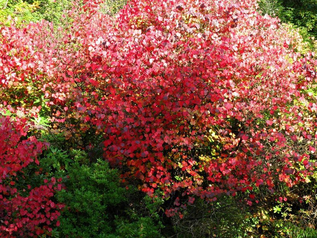 Багрянник японский, или карамельное дерево - дерево влюбленных с ароматом пряников на supersadovnik.ru