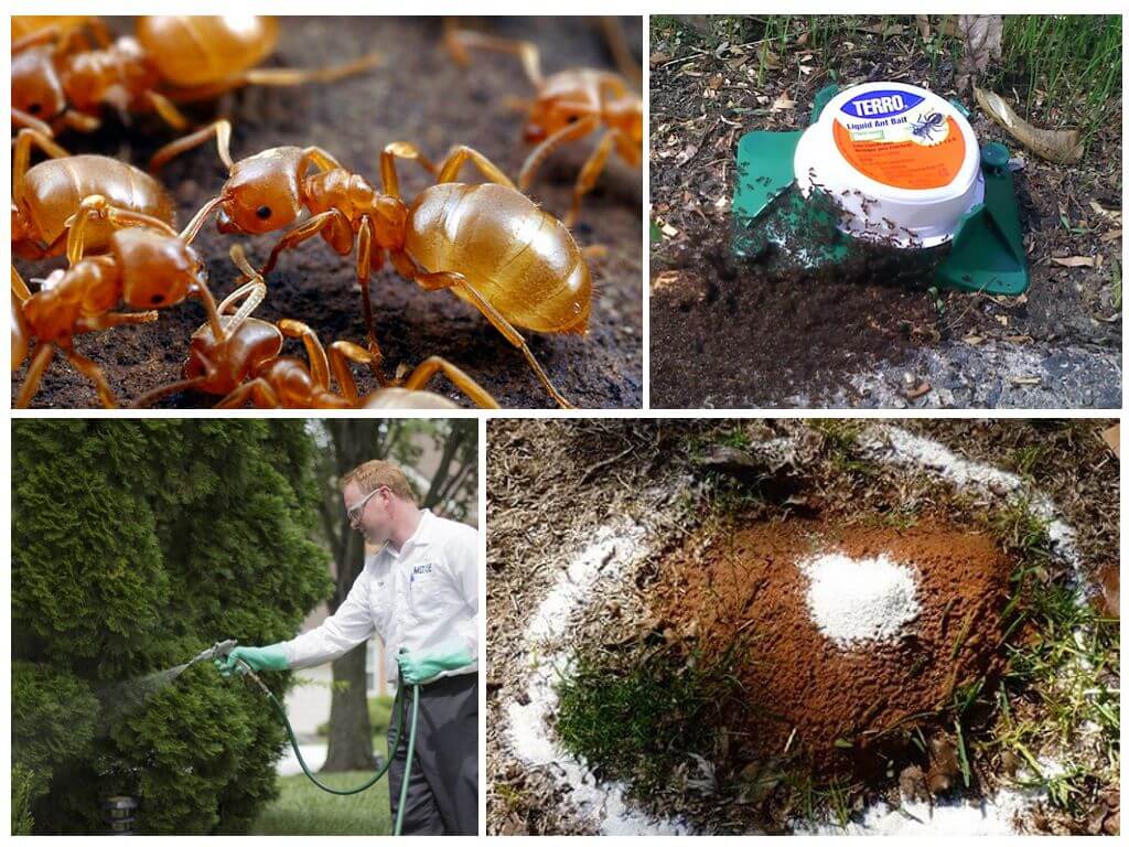 Топ-9 самых эффективных способов борьбы с муравьями на садовом участке (фото & видео) +отзывы