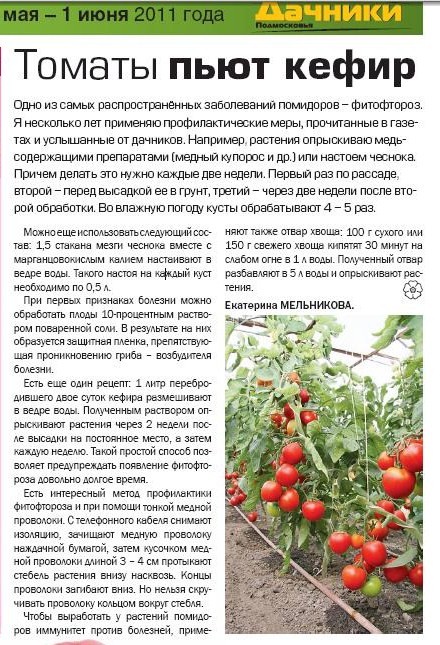Ускоренное созревание томатов: как стимулировать процесс