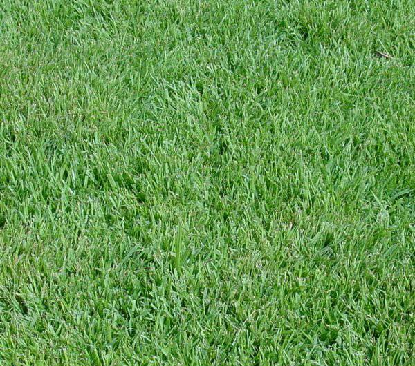 Газонная трава, которая уничтожает сорняки: названия, фото, этапы выращивания и способы ухода