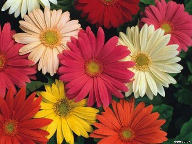 Комнатные цветы герберы: сорта и фото, уход и способы размножения