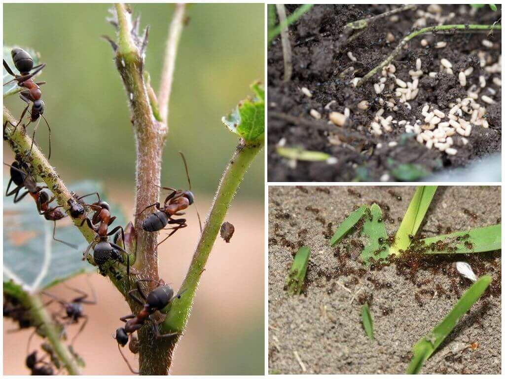 Борьба с муравьями на участке / асиенда.ру