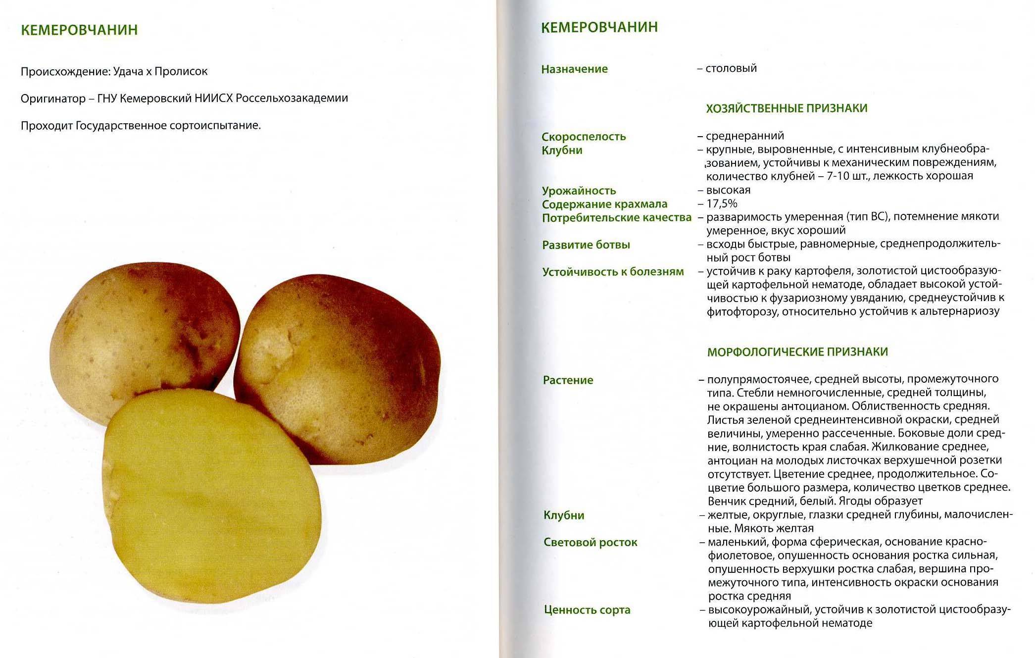 Сорта картофеля для сибири и алтайского края с названием и описанием