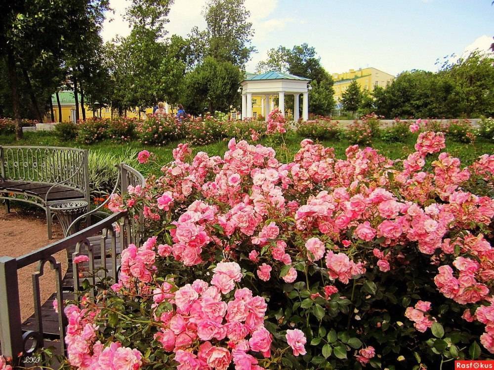 Кустовая мелкоцветковая роза. лучшие сорта кустовых роз для сада и правила их выращивания