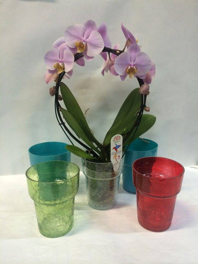 Горшок для фаленопсиса. что нужно знать  и какой выбрать для орхидеи?
