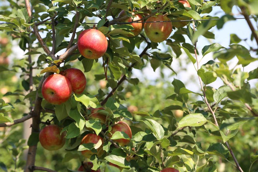 Характеристика сладкой зимней яблони хани крисп