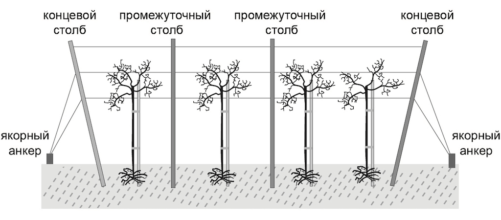 Схема шпалеры для винограда