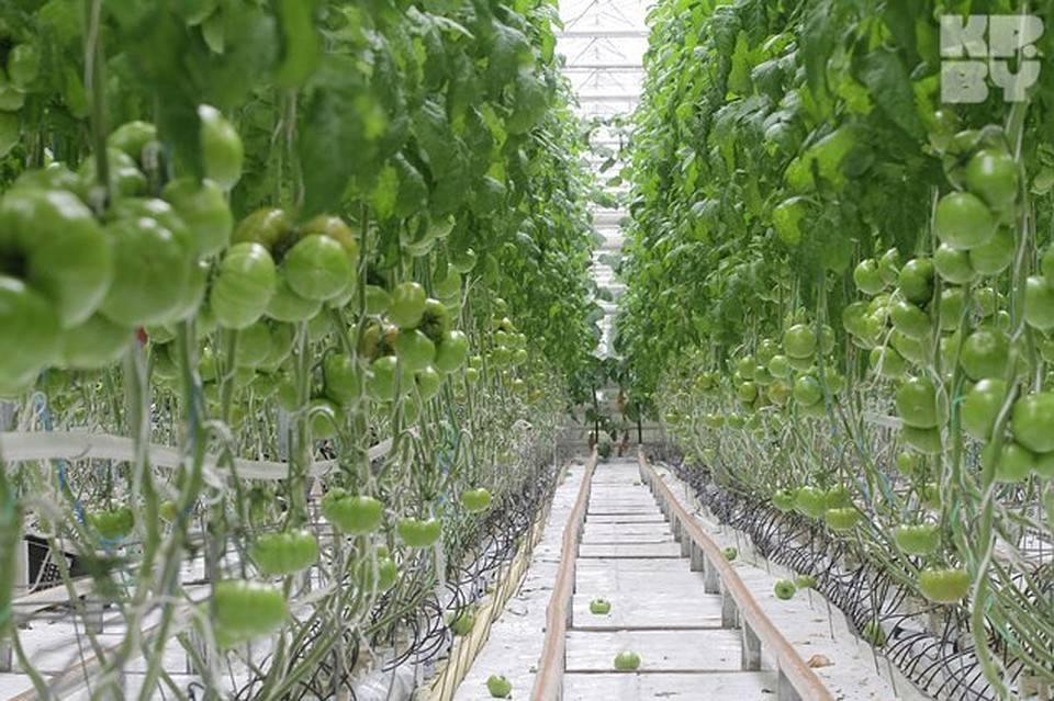 Выращивание зелени как бизнес. личный опыт – reconomica — истории из жизни реальных людей