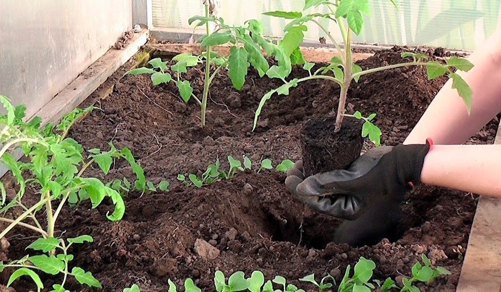 Парник для рассады: как высаживать в теплицу своими руками, фото как правильно посадить, раннюю выносить