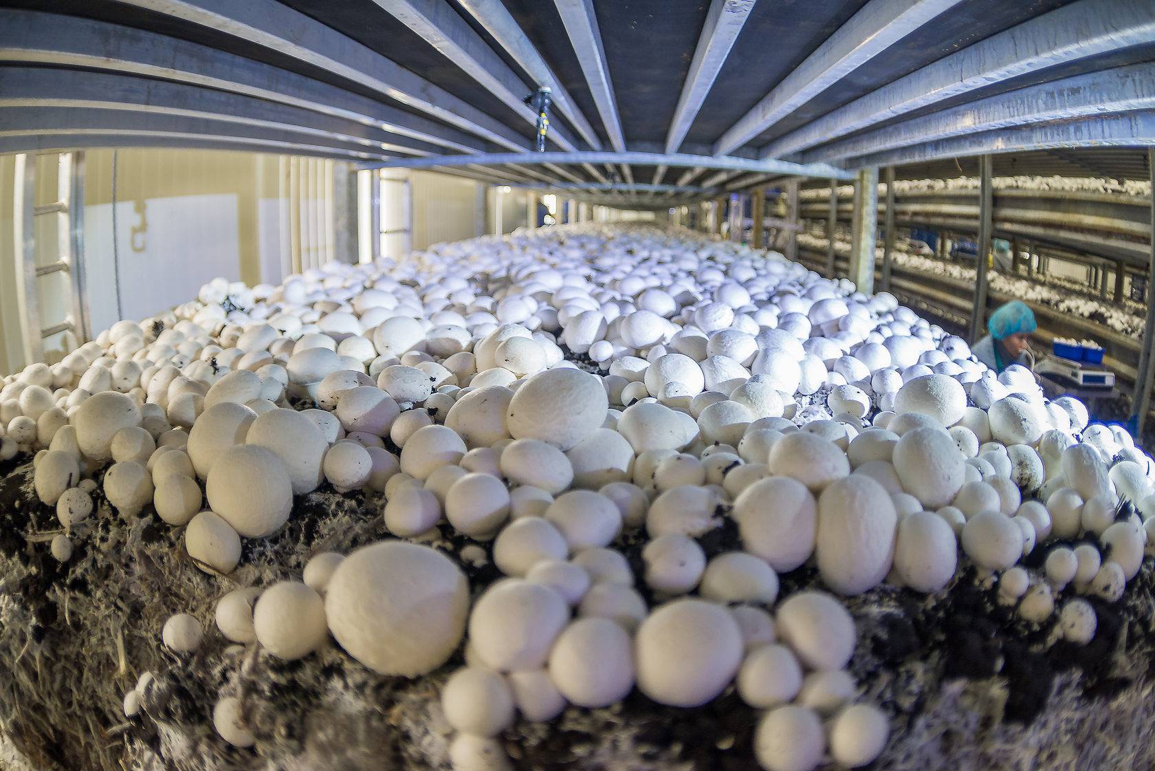 Теплицы для разведения грибов круглый год: выращивание белых, шампиньонов, вешенки, зимний опенок
