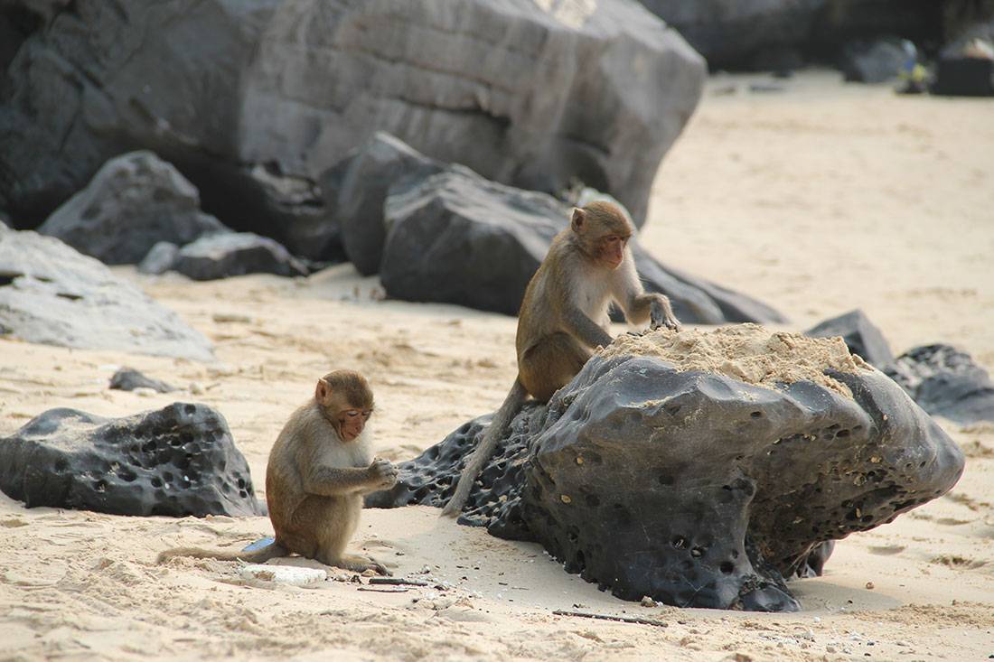 обезьянки на пляже