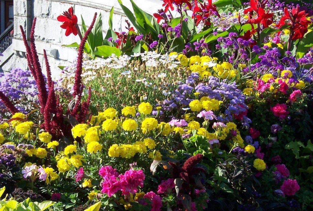 Красивые цветы на даче (100 фото): какие и как лучше посадить?