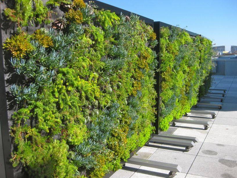 Вертикальное озеленение дачи и сада: стили, растения, идеи, фото