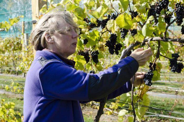 Виноград в подмосковье: выращивание без теплицы в открытом грунте для начинающих