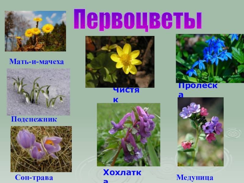 Первоцветы в сибири фото с названиями и описанием