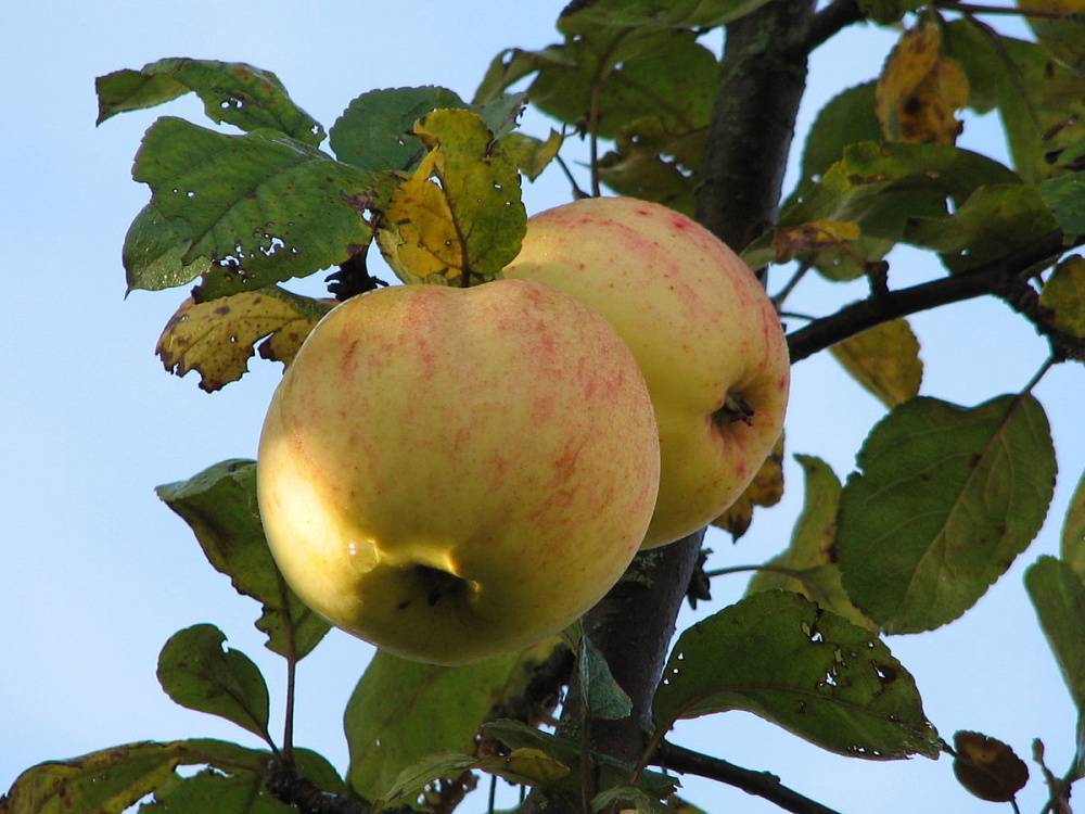 Отличные летние сорта яблонь для подмосковья