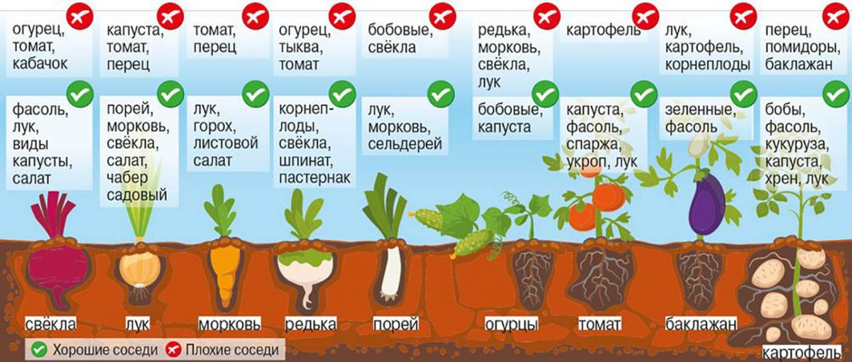 На каком расстоянии садить перцы в теплице друг от друга фото