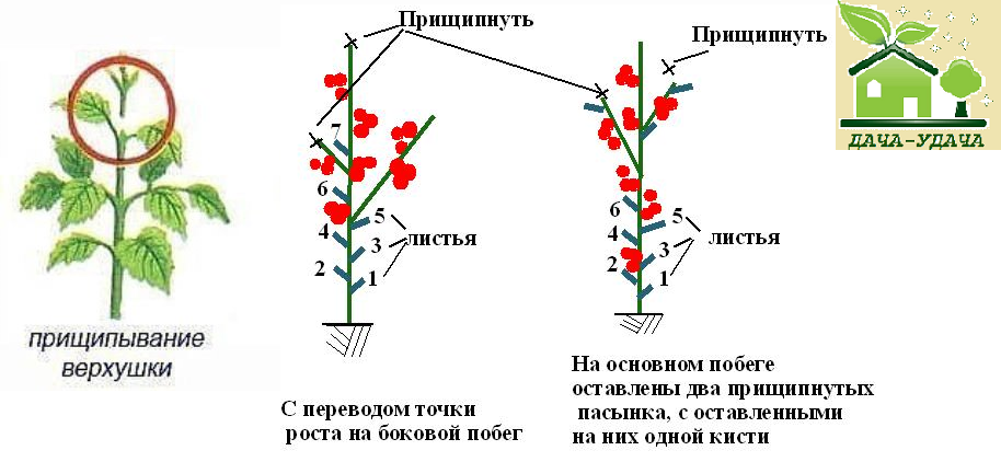 Схема формирования баклажанов в теплице рисунки