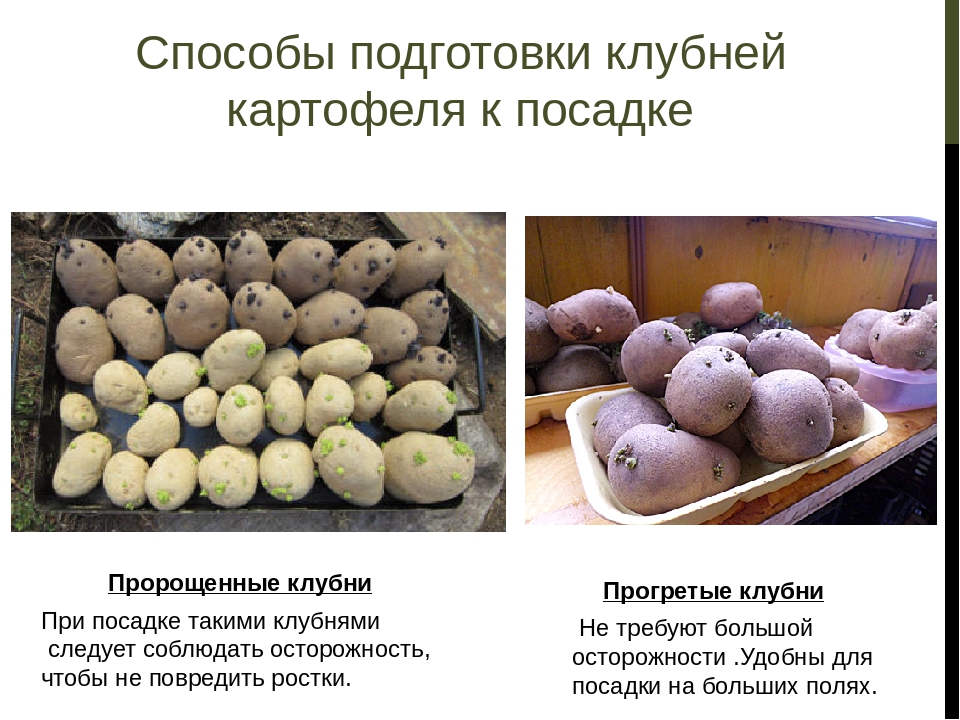 Картофель красавчик: описание и характеристика сорта, посадка и уход, отзывы с фото