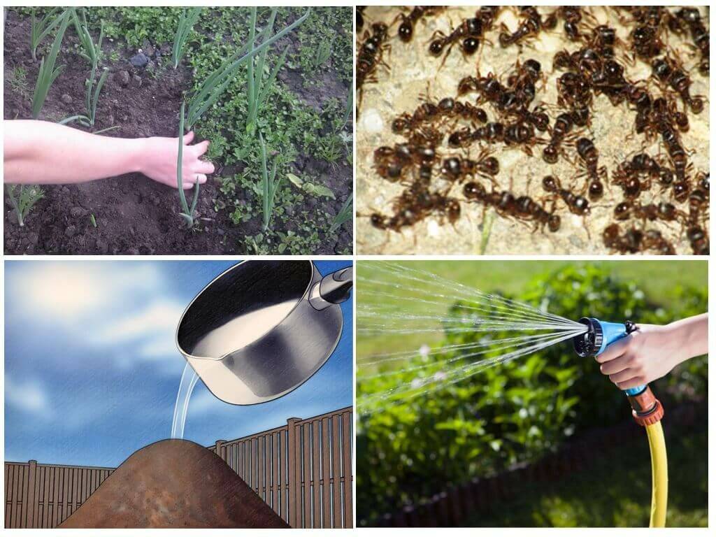 Как избавиться от садовых муравьев - проверенные способы и средства