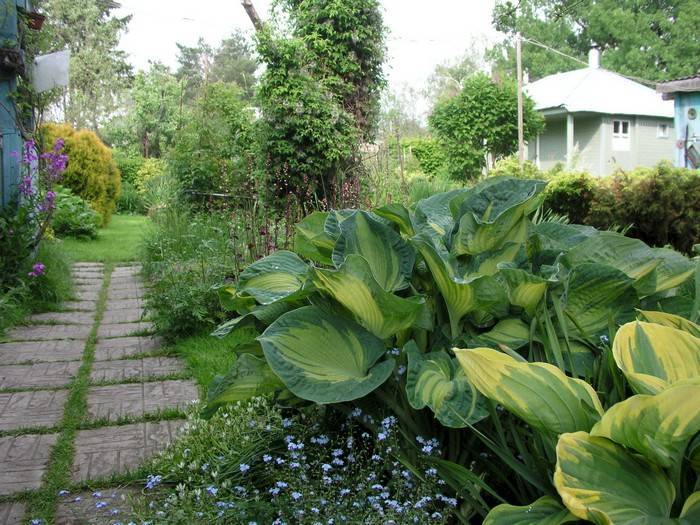 Хосты – изумительные растения для тенистых уголков сада