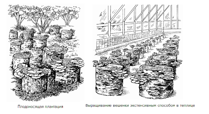 Выращивание грибов на даче – топ-6 способов, мастер-классы