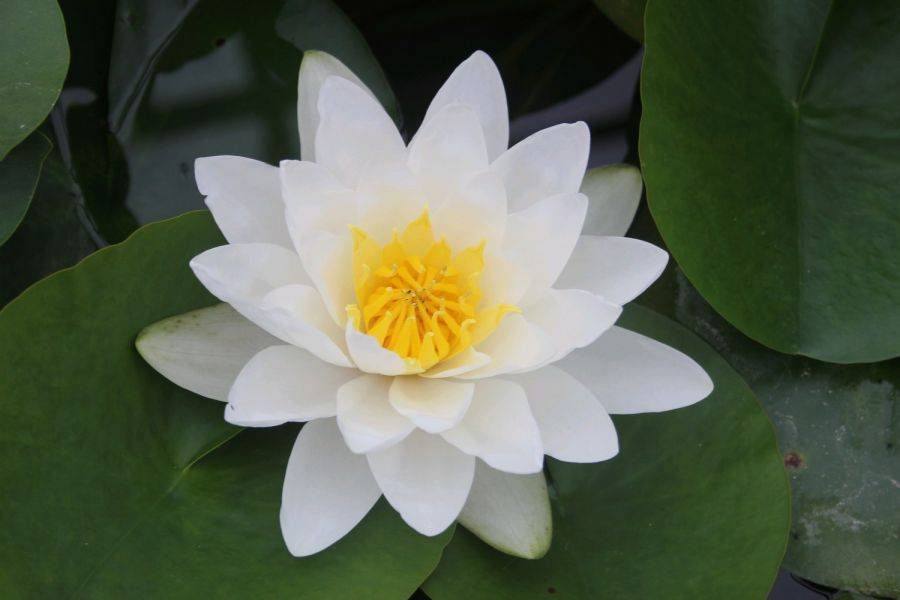 Кувшинка белая цветок. описание, особенности и свойства белой кувшинки | сад и огород.ру