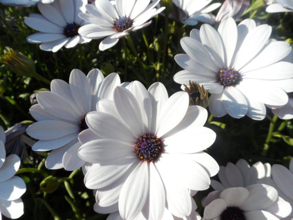 Остеоспермум — особенности выращивания с фото, это однолетний или многолетний цветок, инструкция садовода, все об остеоспермуме