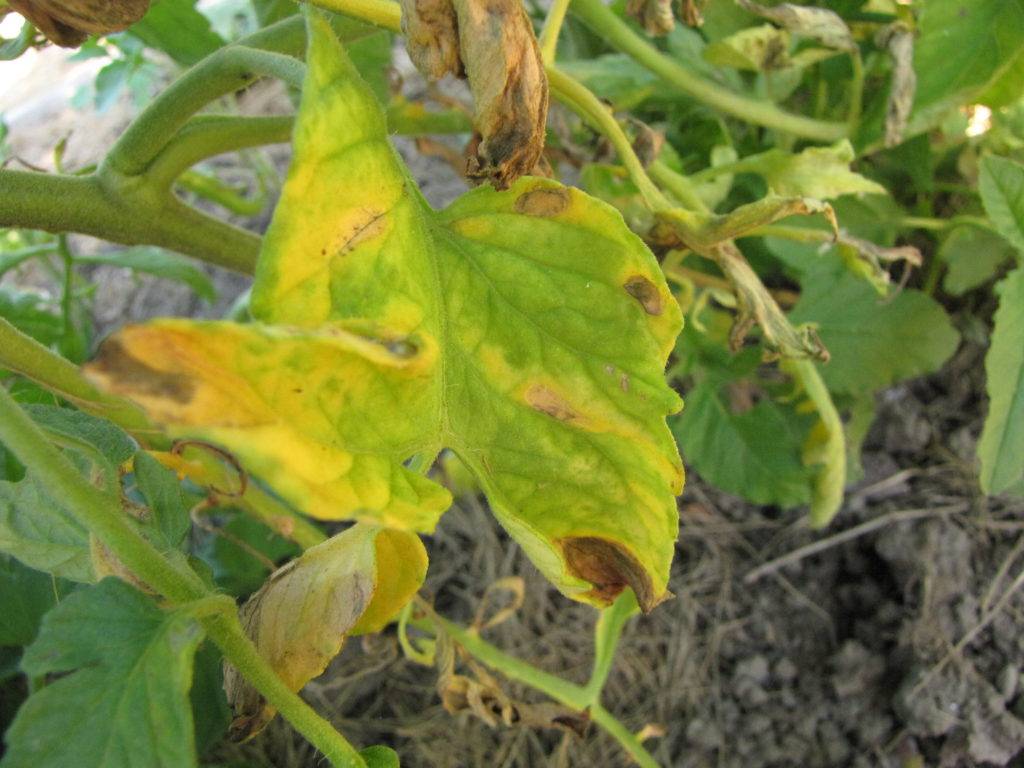 На листьях рассады томатов появились пятна – белые, желтые, черные, прозрачные, фото, что делать