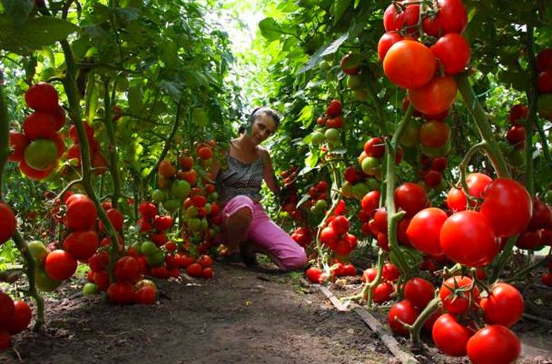 Как вырастить помидоры в теплице: уход от высадки в грунт до сбора урожая