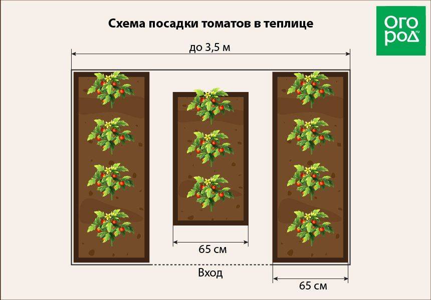 Теплица схема посадки овощей в теплице