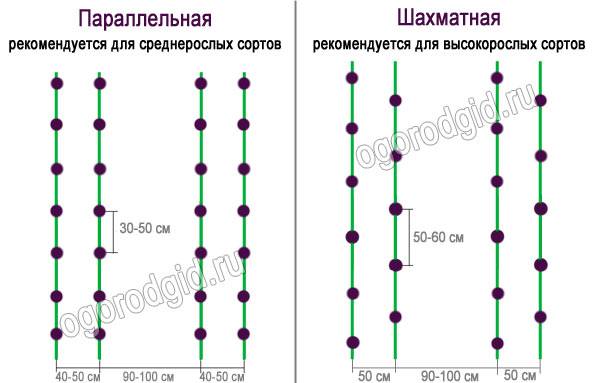 Шахматная схема посадки томатов