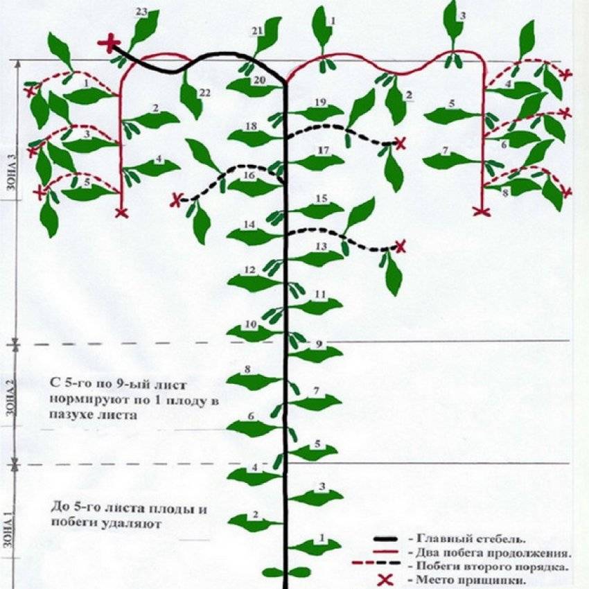 Схема прищипывания помидор