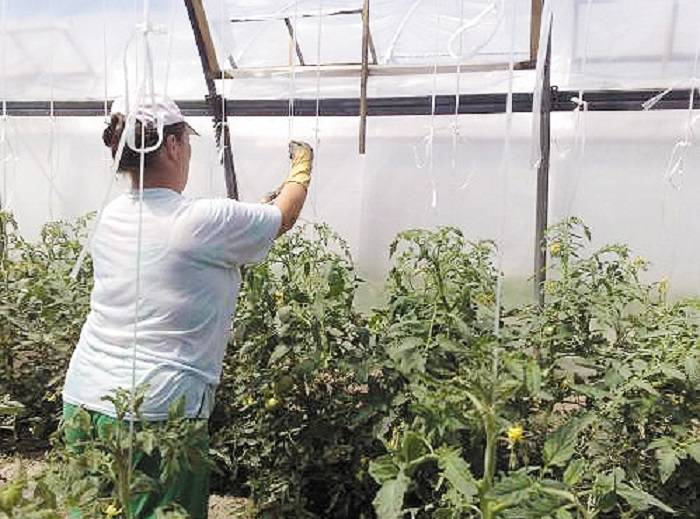 Правила подвязки томатов в теплице — 2 рабочих способа selo.guru — интернет портал о сельском хозяйстве