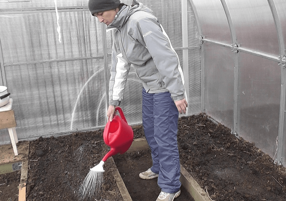 Марганцовка для обеззараживания теплиц на зиму, обработка почвы и дезинфекция земли от вредителей весной перед посадкой