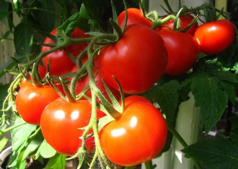 Лучшие сорта томатов для урала для закрытого и открытого грунта: фото и описание