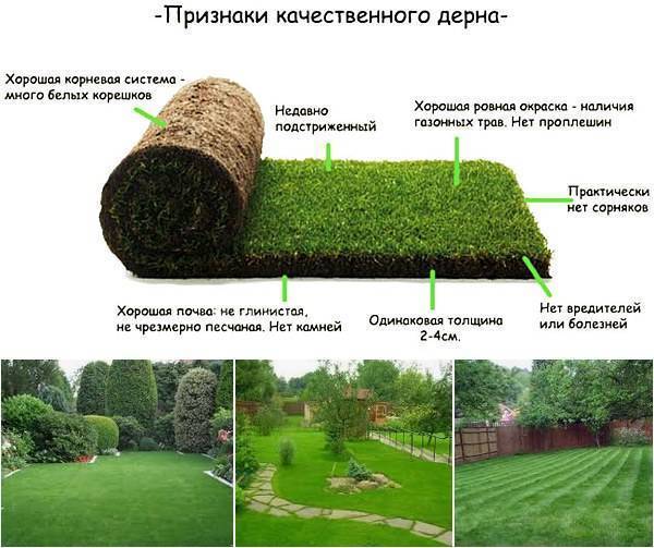 Как выращивают рулонный газон: его производство и выращивание, как вырастить своими руками в домашних условиях, технология изготовления газонной травы
