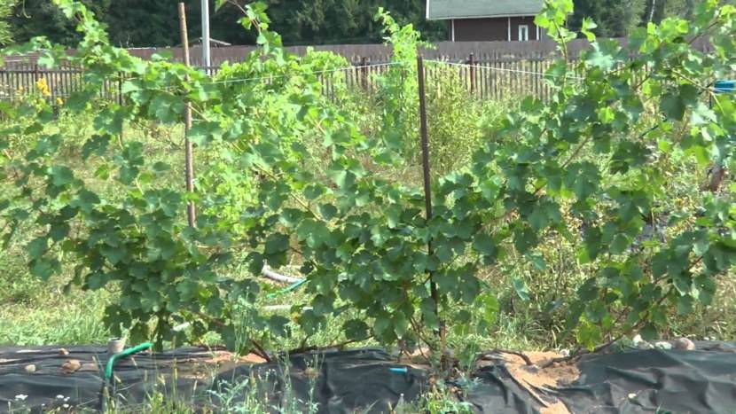 Выращивание винограда в подмосковье: специфика, выбор сортов, технология