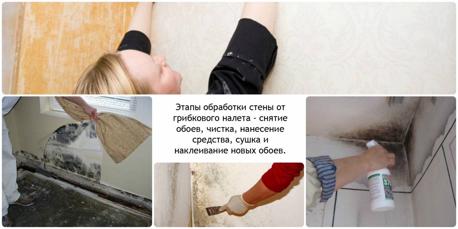 Плесень под обоями: причины появления, методы и средства устранения – ремонт своими руками на m-stone.ru