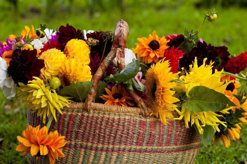 Осенние цветы: названия, сорта, описание, картинка посадки, как создать цветник, какие растения использовать, выращивание, уход осенью (20 фото)